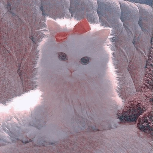 gattino, gatto con fiocco, gatto con fiocco, gattino peloso, foto di sigillo carino