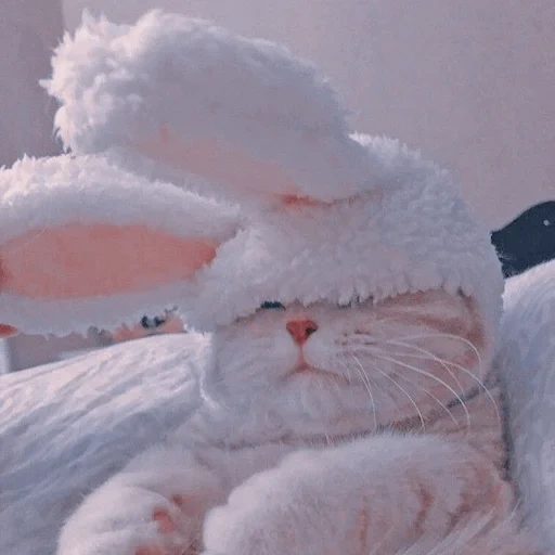 кот, bunny, котик, эмилия зайка, милые котики