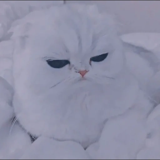 el gato esta enojado, el gato es blanco, enojado un gato, gatos graciosos, memic lindo gato