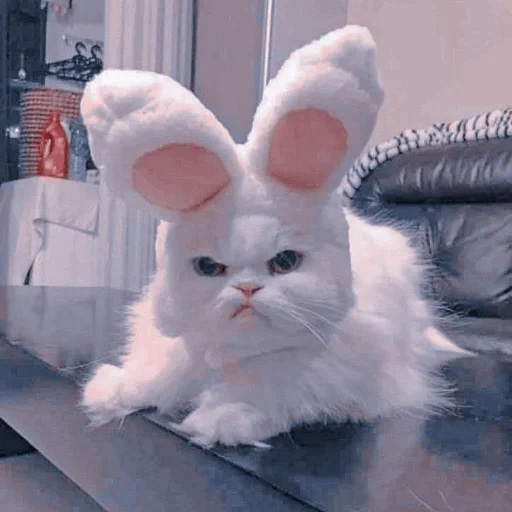 cat, seal, evil boy, evil rabbit, rabbit-eared cat