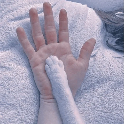 aesthetician, cat s paw, body parts, cat aesthetics, tumblr aesthetic