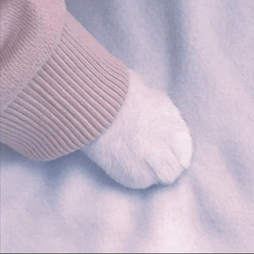 foot, socks, cat's paw, furry feet, cat paw aesthetics