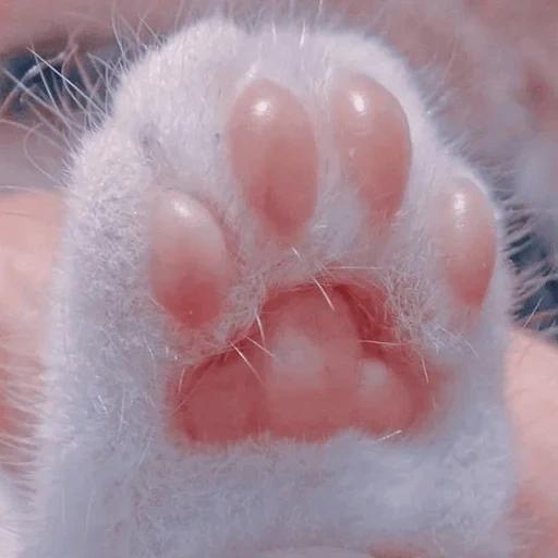 cat's paw, cat's paw, cat's paw, cat's paw, realistic cat foot pad