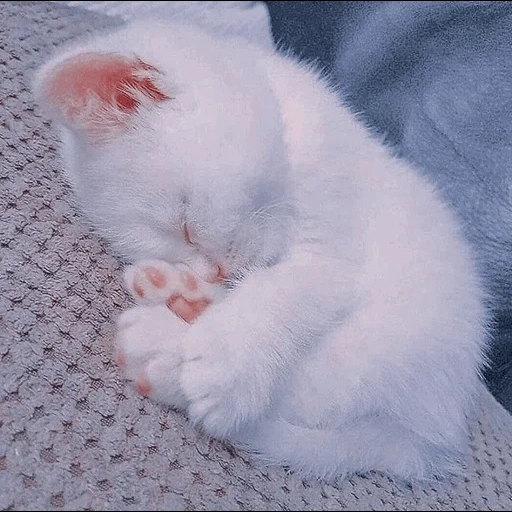 gatos, o gatinho é branco, gatos fofos são brancos, kitten branco dormindo, gatinhos encantadores