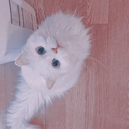 cat, kitten, persian cat, scotch cat, white furry kitten pet