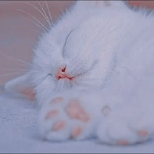 cat white, cat white, white cat, white seal sleeps, good night sweetheart