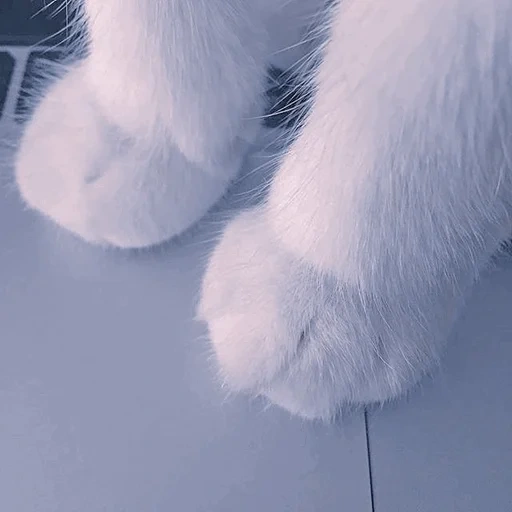 cat, seal, soft feet, furry feet, cat paw aesthetics
