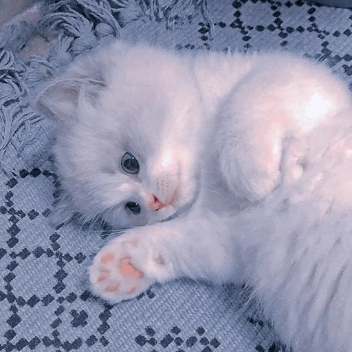 gato, gatito gato, gatitos esponjosos, gatitos encantadores, soy un gatito blanco esponjoso