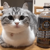 cat, cat, seal, kitten, cat whisky