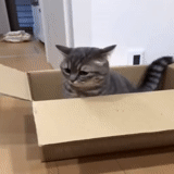 chat, chat, le chat est la boîte, le chat est une petite boîte