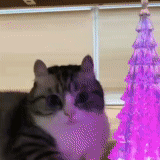 cat, cats, cat, cat cat, the cat is a christmas tree