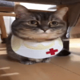 gato gato, dr cat, el gato es médico, dr kotik, dr cat mem