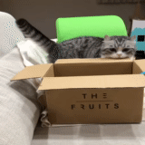 der kater, die katze ist die box, katzenbox, die tiere sind süß, die katzenbox ist ein meme