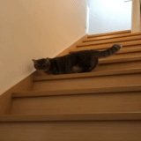gato, gato, escalera, animales, los animales son lindos