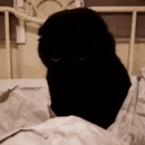 prendre, chat, chat noir, un morceau d'obscurité, obscurité avec les yeux chat