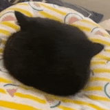 kucing, kucing, kucing, tidur sebentar, kucing hitam