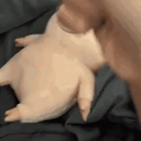 pig, pig toy, pig pig, toy pigs, soft toy kitten