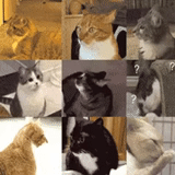 кот, кошка, котики, животные, животные милые