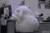 plurk, tinny bunny, dear rabbit, hare at the computer