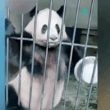 panda à la cage, panda affamé, zoo panda, panda moscou zoo, chiens sous le film de couverture 2018