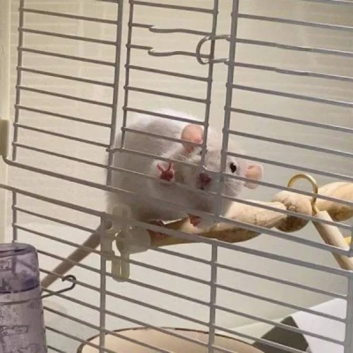 two mice, the humor of the day, house mouse, rat animal, little flying elephant mouse