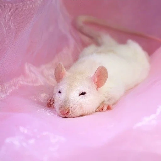 rata rosa, ratas albinos, la presa de rata es blanca, satin rata dambo, hámster sirio albino