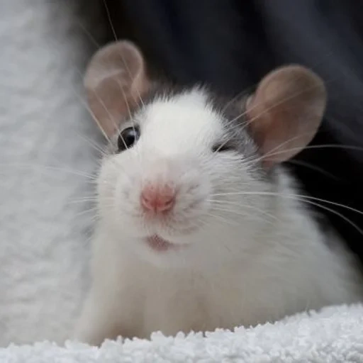 крыса дамбо, крыса анфас, крыса красивая, белая крыса морда, декоративная крыса дамбо