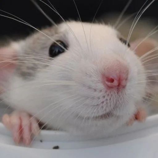 ambo de rat, le visage du rat, rat blanc, animal de rat, dambo de rat décoratif
