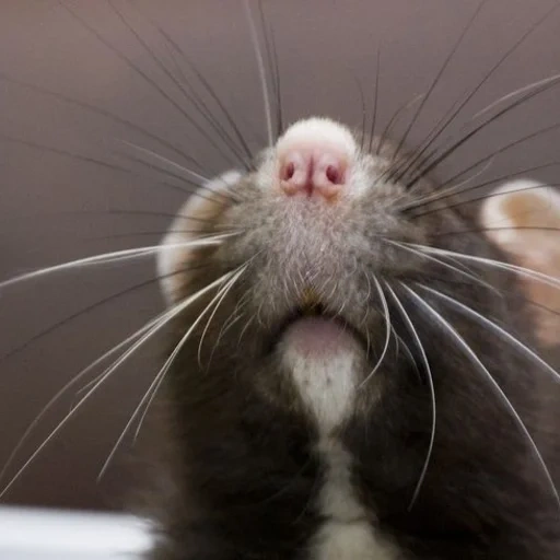 rat, le nez du rat, nez de rat, rats faits maison, rat à domicile
