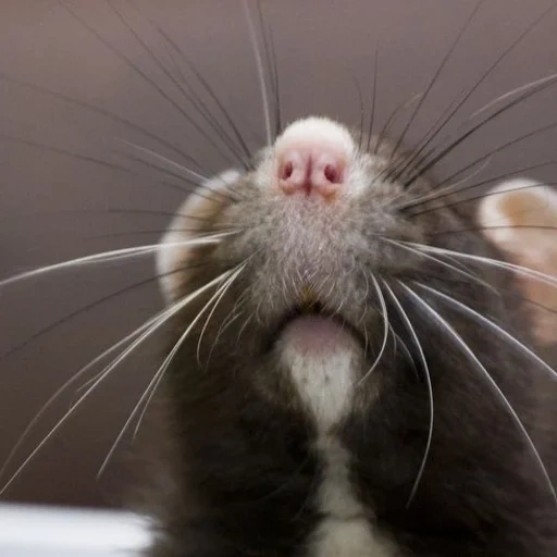 die ratte, die nase der ratte, die nase der ratte, hausratte, hausratte