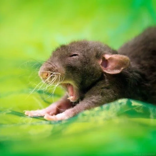 rato, o rato boceja, a última vez, animal do rato, rato lindo