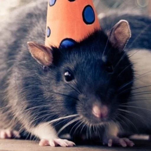 a living mouse, king rat, ratatouille, king rat, animal mouse