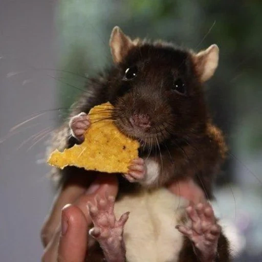 rata, rata de azúcar, animal de rata, ratón de computadora, la rata de chocolate está viva