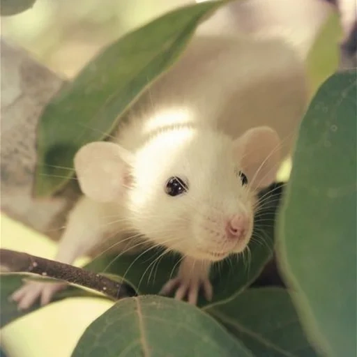 милые крысы дамбо, крыса породы дамбо, бежевая крыса дамбо, взрослая крыса дамбо, сиамская крыса дамбо