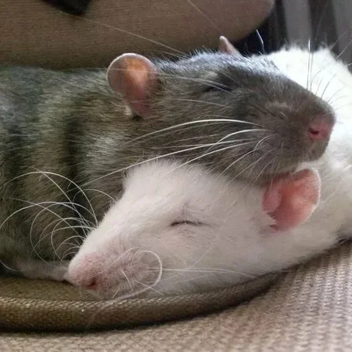 deux rats, le rat est grand, animal de rat, rats à domicile, dambo home rat