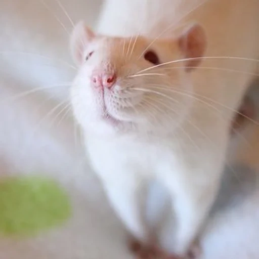 dumbo mouse, die weiße ratte, hausratte, süße weiße ratte, rotäugige weiße ratte
