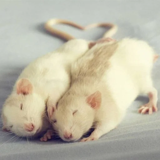 tikus, dua tikus, tikus yang menggemaskan, hewan tikus, hewan peliharaan tikus lucu