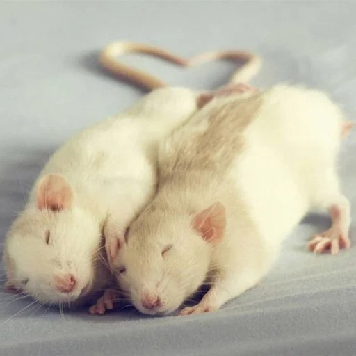 les rats, deux rats, beaux rats, animal de rat, les rats faits maison sont mignons