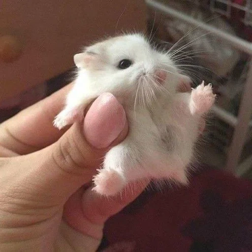 le hamster est mignon, un petit hamster blanc, hamster dzungarien cher, petit hamster jungar, hamster nain dzungarsky