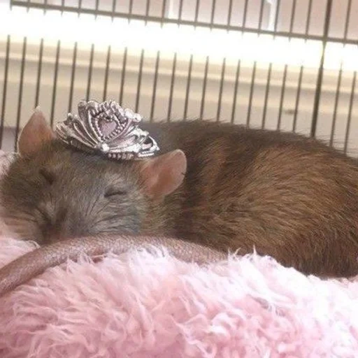 le rat est sucré, couronne de rat, rats faits maison, petits rats, rats décoratifs