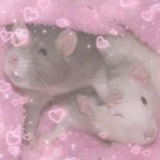 zwei mäuse, dumbo mouse, dumbo, hausratte, hausratte