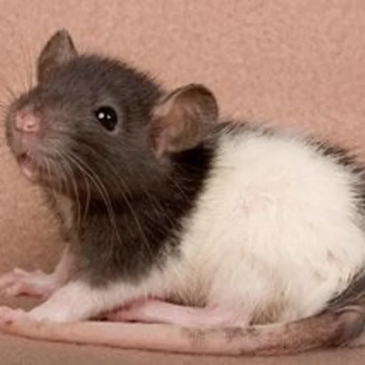 animal de rato, rato decorativo, rato voador preto, little feixiang rato azul, o pequeno rato voador é branco e preto