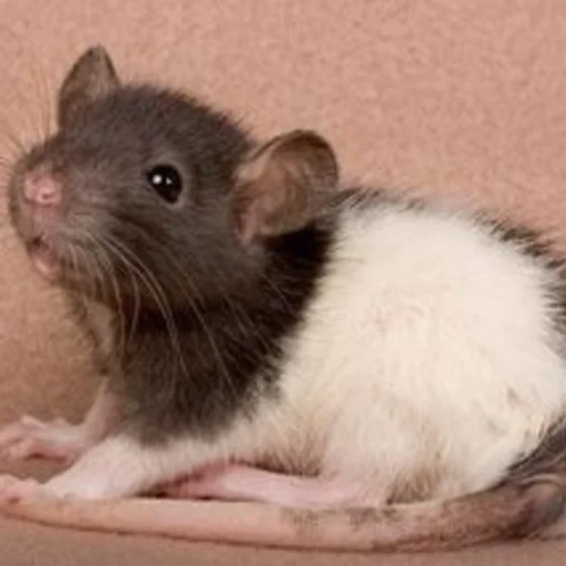 animal de rat, le rat est décoratif, le barrage du rat est noir, le dambo du rat est bleu, rat dambo noir