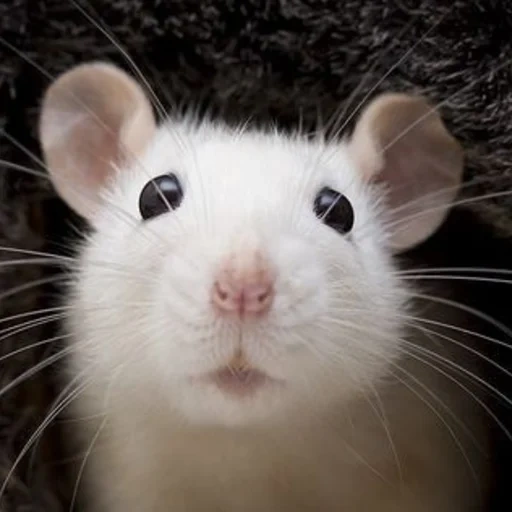 tikus gajah dumbo, tikus putih, wajah tikus, tikus wajah penuh, hewan tikus