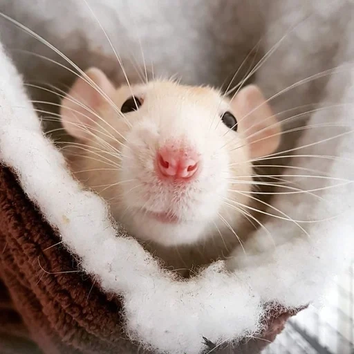 ambo de rat, rat blanc, rat dambo rex, visage de rat blanc, beaux rats ambbo