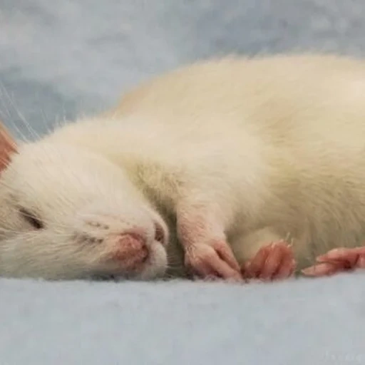 ambo de rat, rat endormi, routes dambo, rat à domicile, animal de rat