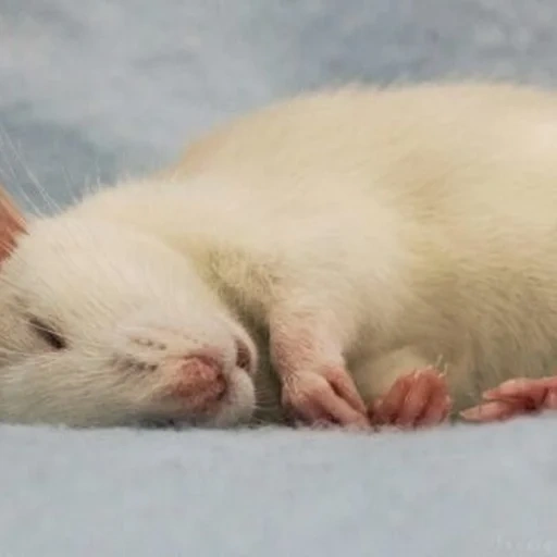 rata dambo, rata dormida, caminos dambo, rata de casa, animal de rata