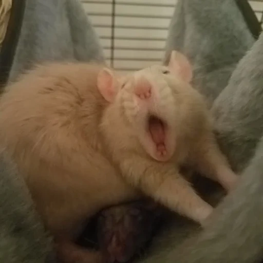 criceto, i topi, animali di ratto, criceto divertente, animali domestici