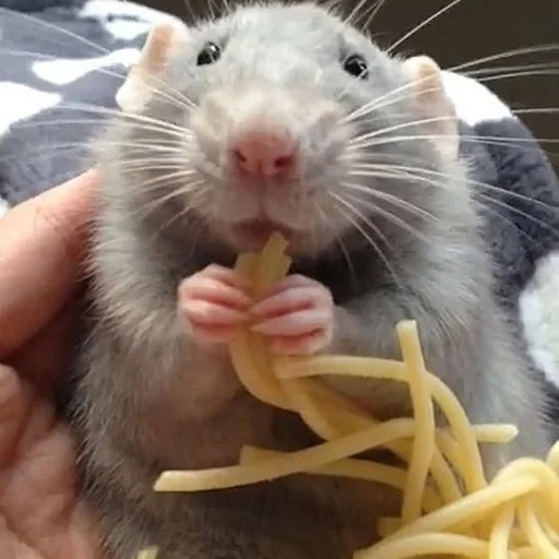 la rata come, la rata come queso, animal de rata, la rata come pasta, la rata ama la pasta