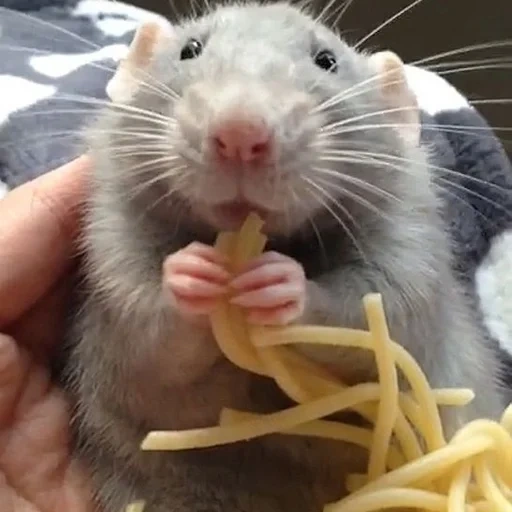 tikus makan, tikus makan keju, hewan tikus, tikus makan makaroni, tikus suka makaroni